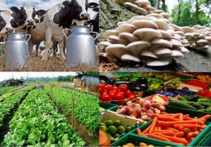 AGRIBUSINESS MANAGEMENT AND FINANCE